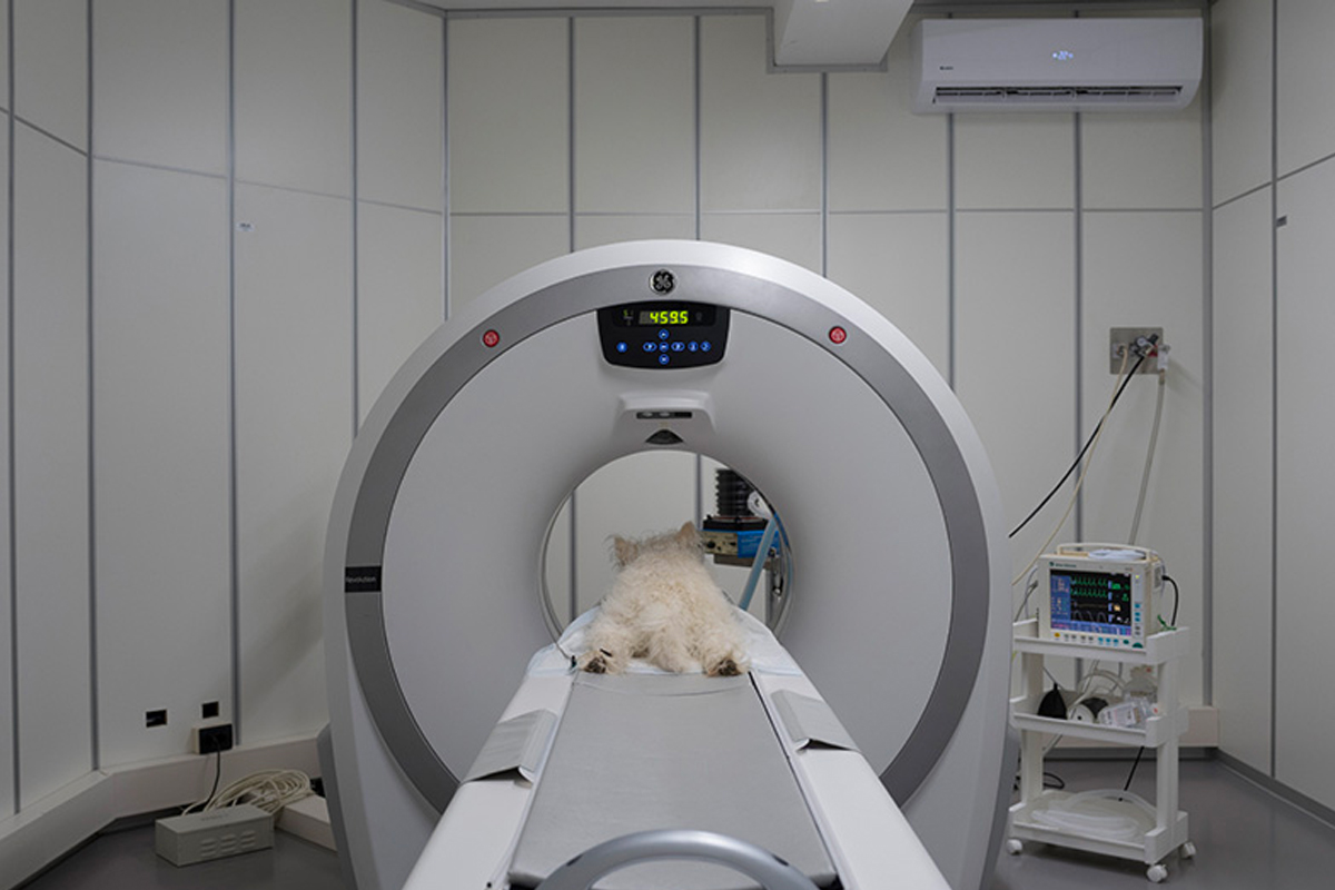 Tecnologia diagnostica veterinaria in ambiente clinico specialistico